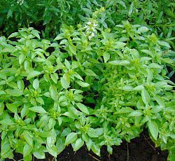 Базилик Лимонный аромат