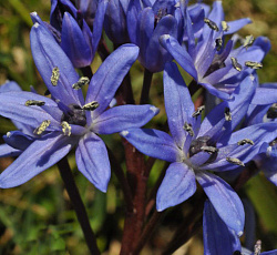 Пролеска (бифолия) - Двулистная