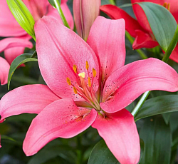 Лилия (азиатская горшечная) - Айленд Джой