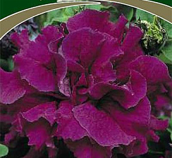 Петуния махровая Дабл каскад бургунди