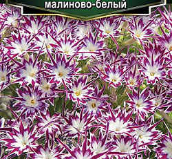 Флокс друммонда Попстарс малиново-белый F1