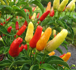 Перец кустарниковый Невеста (острый)