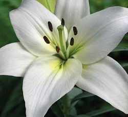 Лилия (азиатская) - Навона