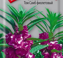 Бальзамин Том Самб фиолетовый