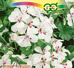 Пеларгония (ампельная) щитовидная Жаклин