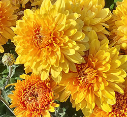 Хризантема (корейская) - Золотистый апельсин