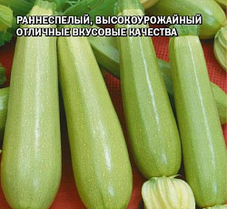 Кабачок Ангелина F1