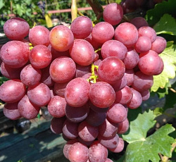 Виноград (плодовый) - Памяти учителя