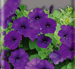 Петуния Альдерман