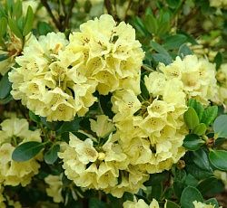 Рододендрон (гибридный) - Голдкрон