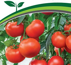 Томат Софа F1