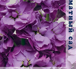 Маттиола Ароматный букет Фиолетовый