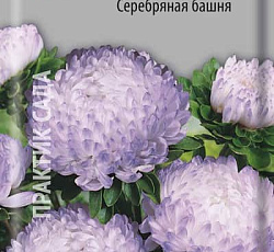 Астра Пионовидная Серебряная башня