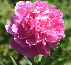 Пион (Травянистый) - Александр Флеминг