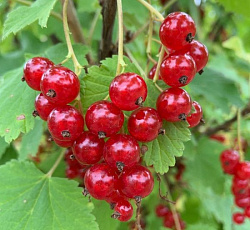 Смородина красная (перспективная) - Ася