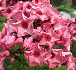 Флокс (Российская селекция) - Уральские Сказы