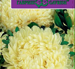 Астра Хризантелла Лимонный восторг