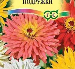 Цинния кактусовидная Подружки (низкорослая)