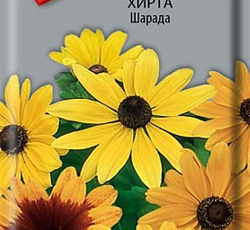 Рудбекия Хирта Шарада