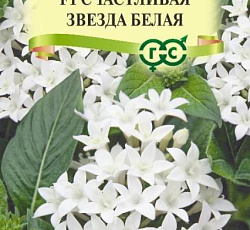 Пентас ланцетный Счастливая звезда белая F1