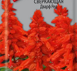 Сальвия Сверкающая Дварф Ред
