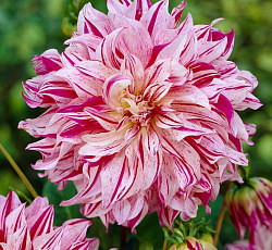 Георгина (декоративная) - Бристол Страйп