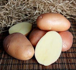 Картофель Ажур (ЭЛИТА)