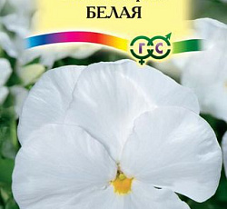 Виола Виттрока Белая