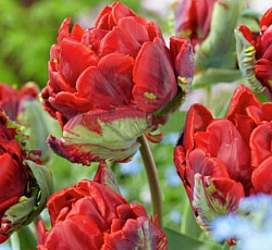 Тюльпан (Попугайный) - Рококо Дабл