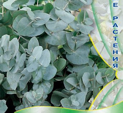 Эвкалипт серебряный Бинго