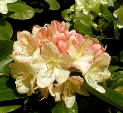 Рододендрон (гибридный) - Лачсголд