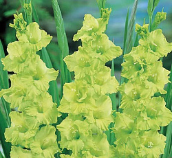 Гладиолус (крупноцветковый) - Грин Стар