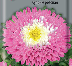Астра помпонная Суприм Розовая