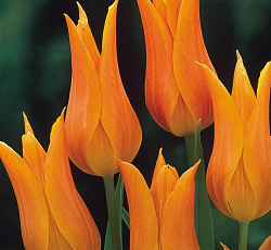 Тюльпан (Лилиецветный) - Баллад Ориндж