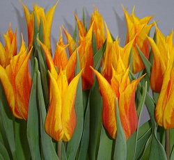 Тюльпан (Лилиецветный) - Ванде-Глоб