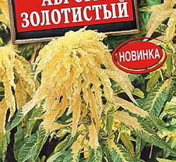 Амарант Аврора золотистый