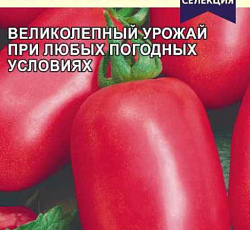 Томат Катюша