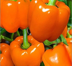 Перец сладкий Гурме F1