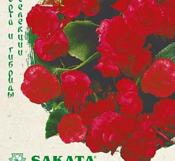 Бегония вечноцветущая Королева красная F1