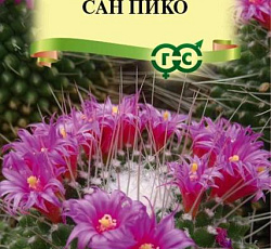 Маммиллярия толука (кактус) Сан пико