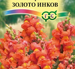 Львиный зев (Антирринум) Золото инков