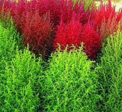 Кохия Летний Кипр