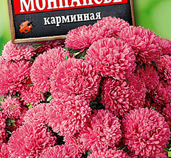 Астра Монпансье карминная