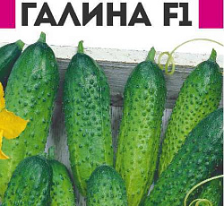 Огурец Галина F1