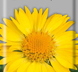 Гайлардия Янтарь