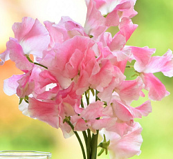 Душистый горошек Элеанор Удалл