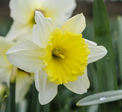 Нарцисс (крупнокорончатый) - Айс Фоллис