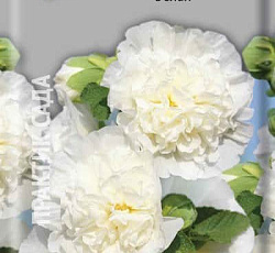 Шток-роза Белая