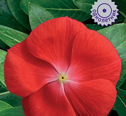 Катарантус Пацифика Оранж