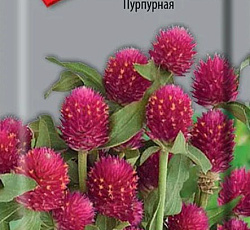 Гомфрена Пурпурная